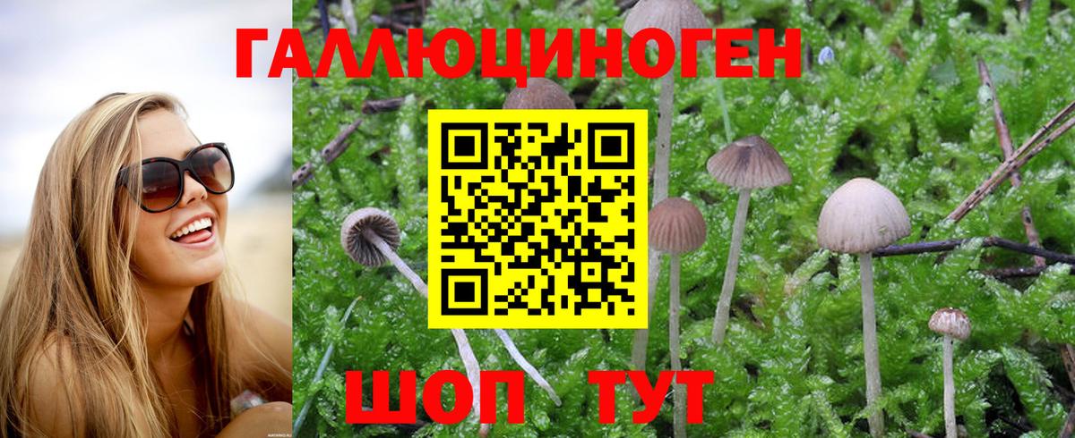 Псилоцибиновые грибы Cubensis Можга