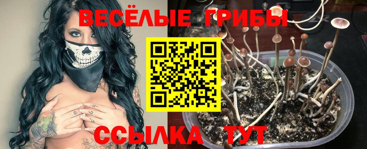 Псилоцибиновые грибы Cubensis  как найти закладки  Вход с VPN  Можга  Псилоцибиновые грибы Magic Shrooms 